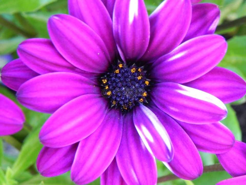 紫,白,花