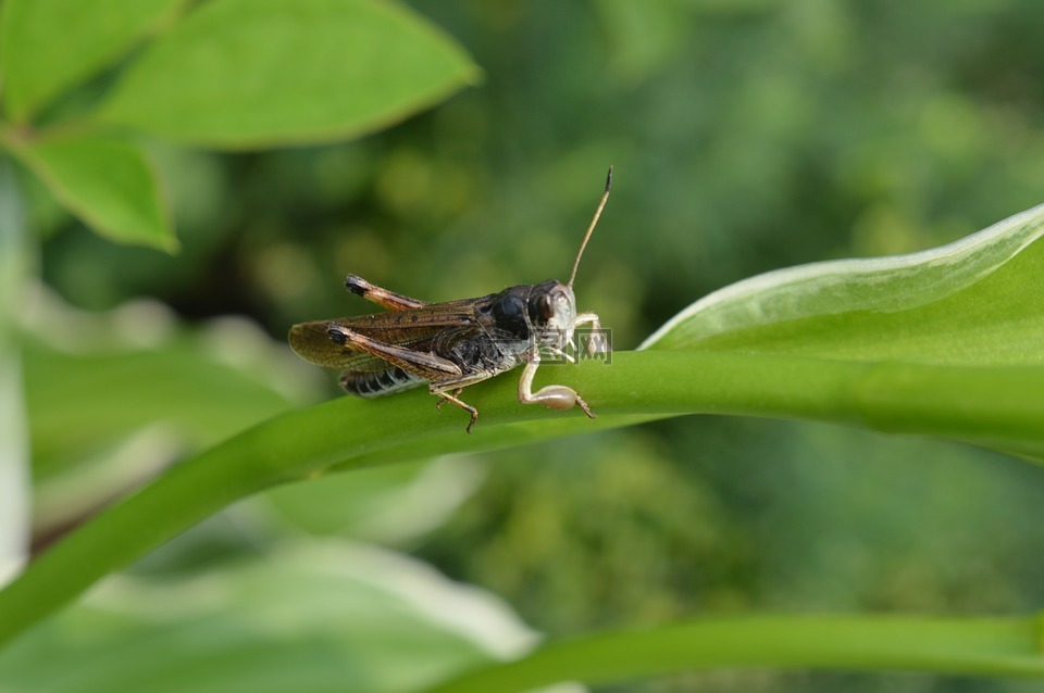 草,蚱蜢,夏季