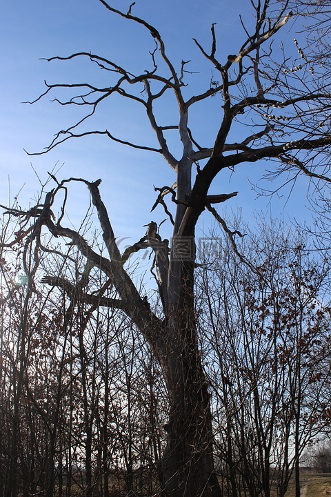 树,枯树,秋