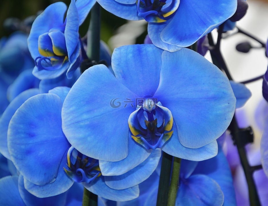 兰花,花,蓝色