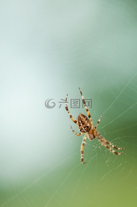 蜘蛛,网络,性质