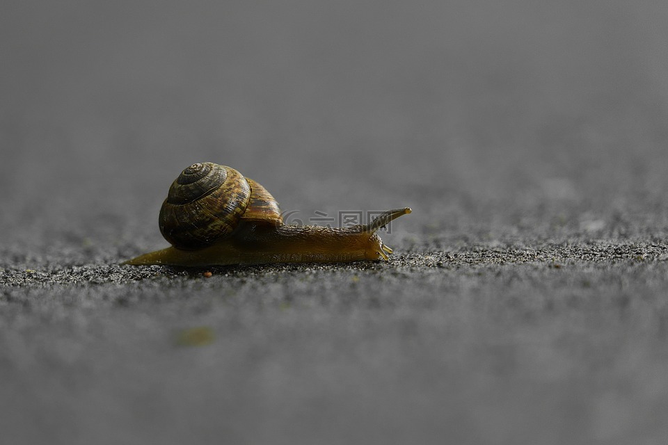 蜗牛,路口,慢