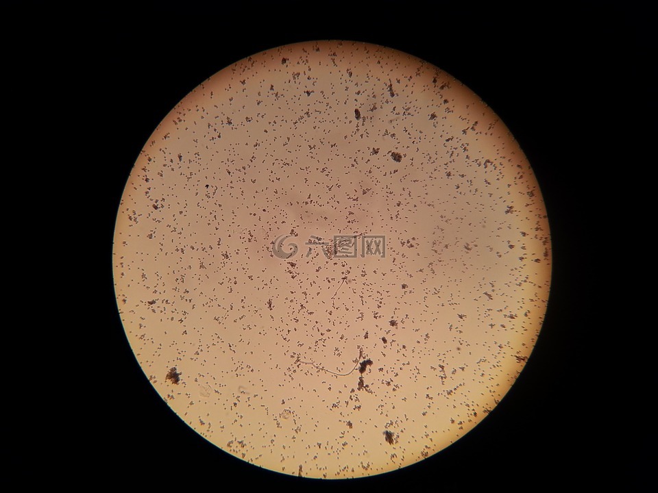 细菌,显微镜,显微图像