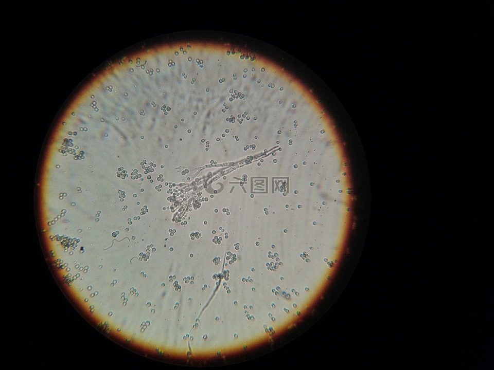细菌,显微镜,显微图像