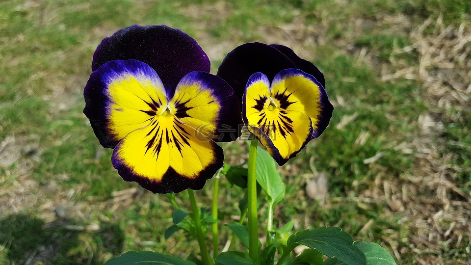 三色紫罗兰,三色堇,三色堇花