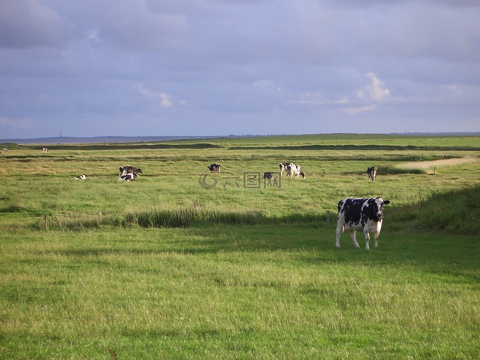 föhr,景观,奶牛