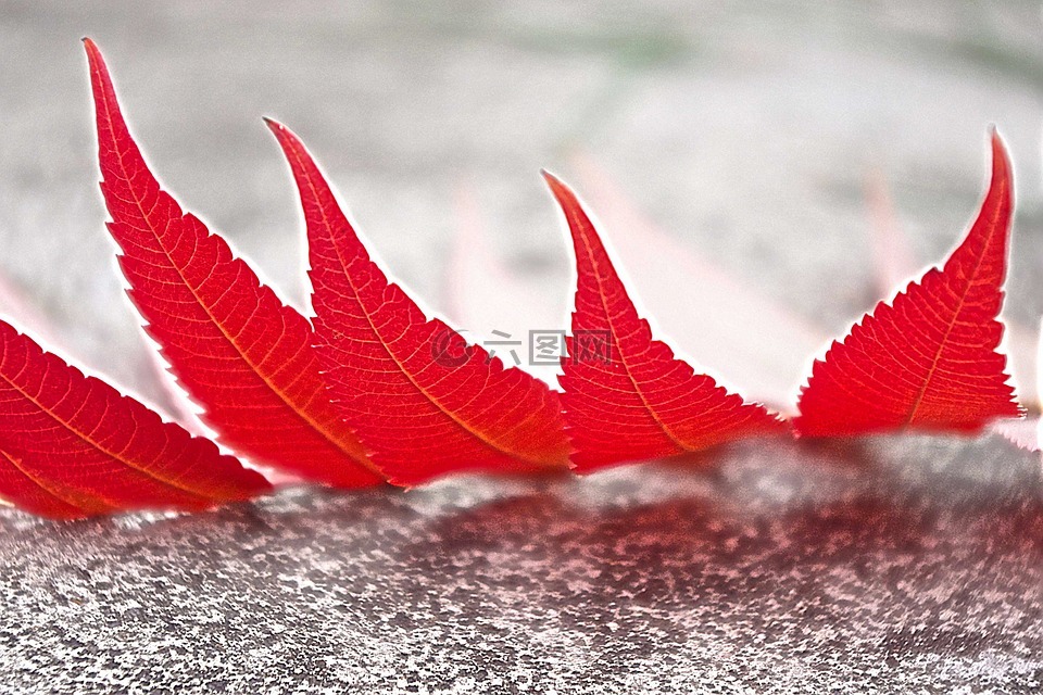 叶子,红,秋