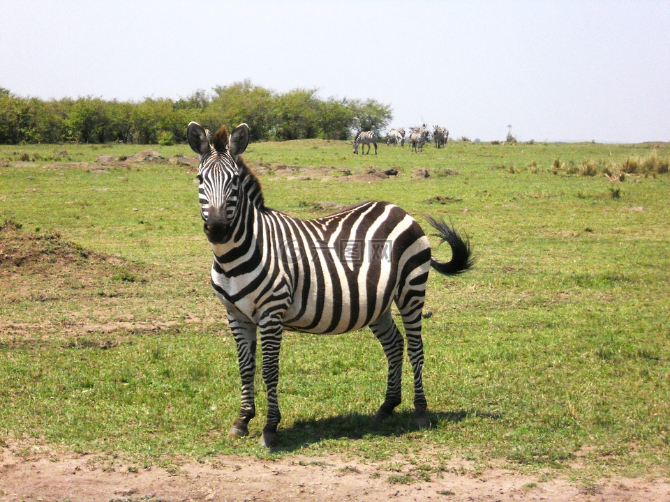 斑马,非洲,肯尼亚
