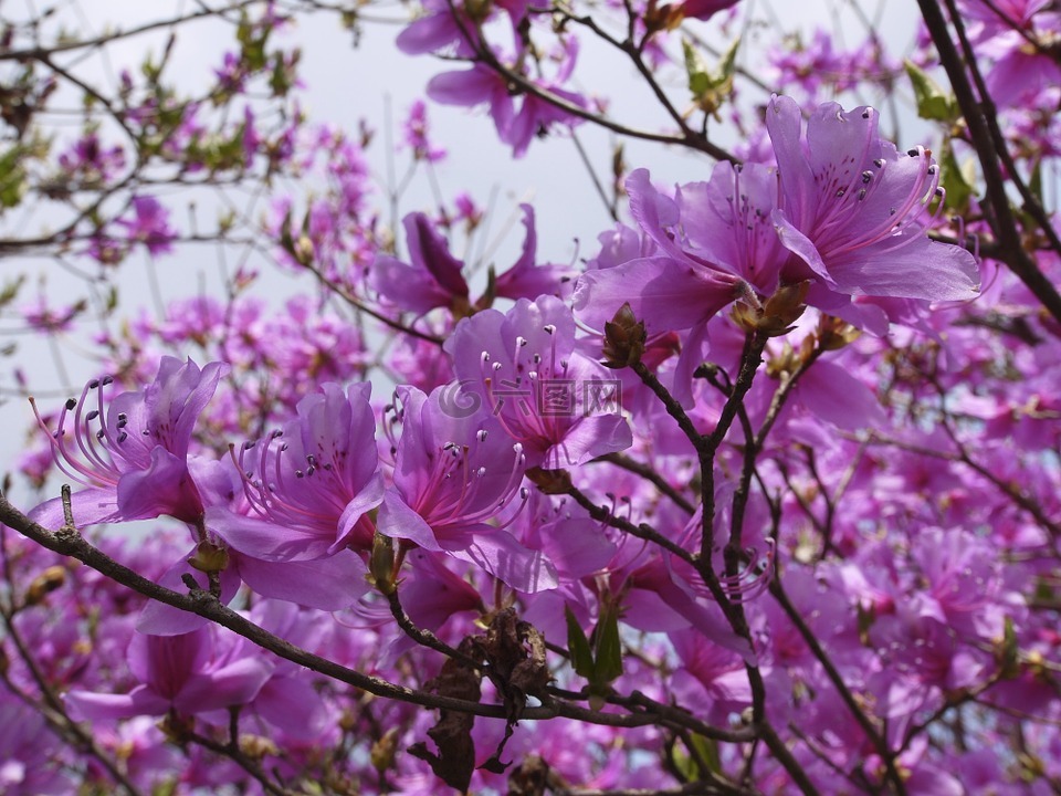 山杜鹃,鲜花,紫色