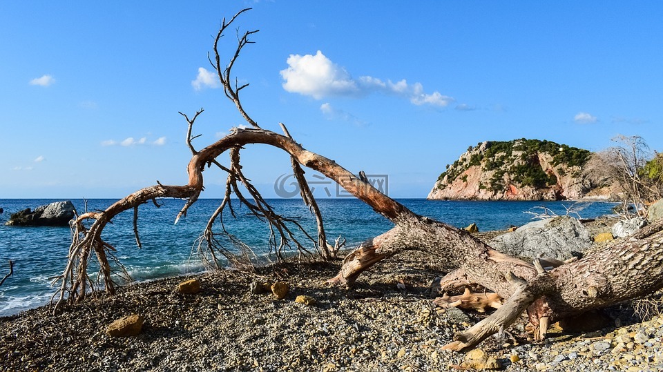 海滩,野生,倒下的树