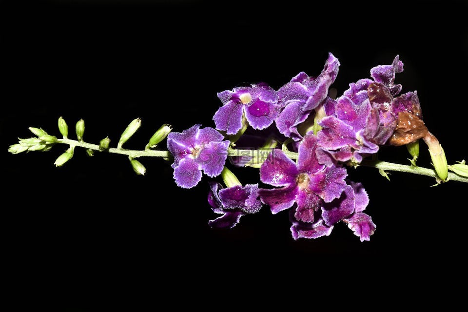 花,紫色,瓜亚坎