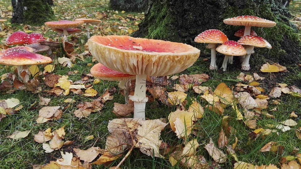 蘑菇,matryoshka,森林