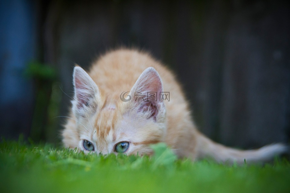 猫,隐藏,草