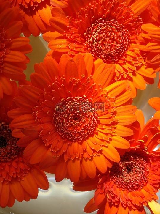 橙色花花束