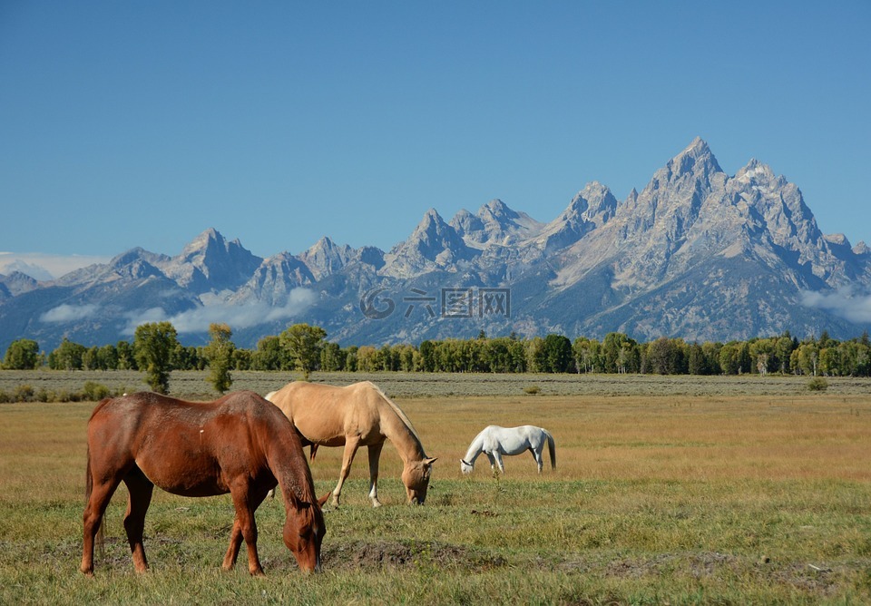马匹,山,景观