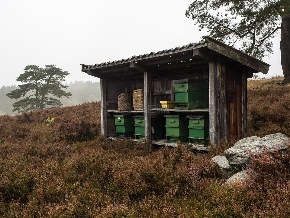 蜂箱,heathland,自然保护区