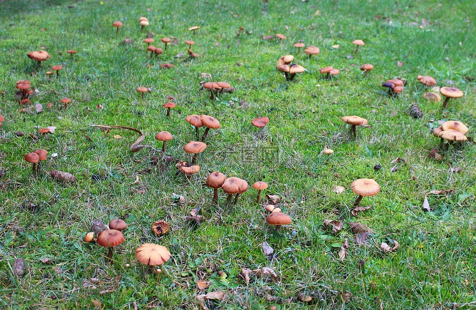 有毒的蘑菇,草甸,家庭的蘑菇