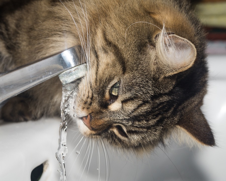 猫,挪威森林猫,喝