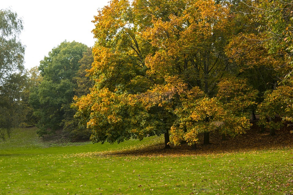 秋季,公园,德国