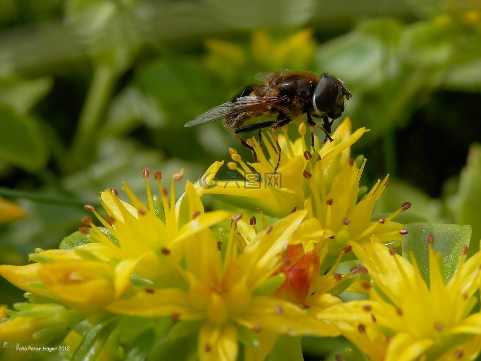 花飞,flowerfly,飞