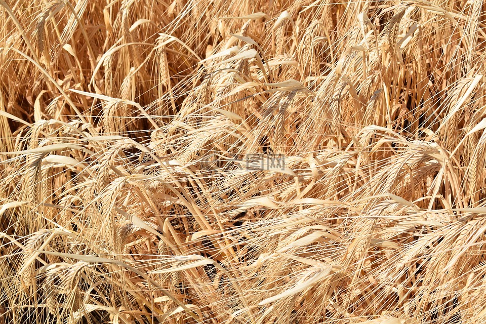 小麦,谷物,奠定