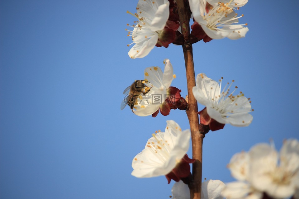 春天,蜜蜂,颜色杏