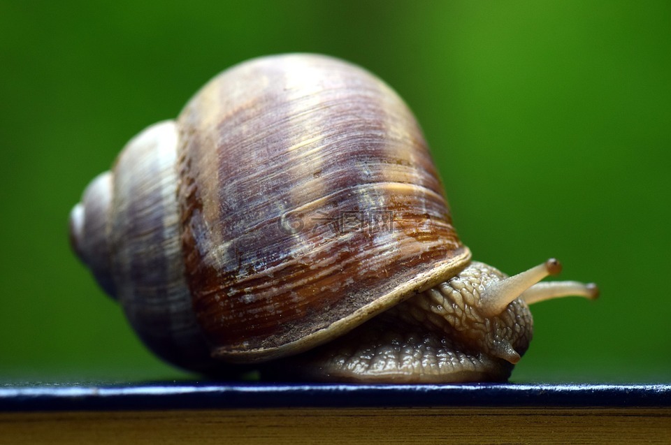 蝸牛,殼,軟體動物