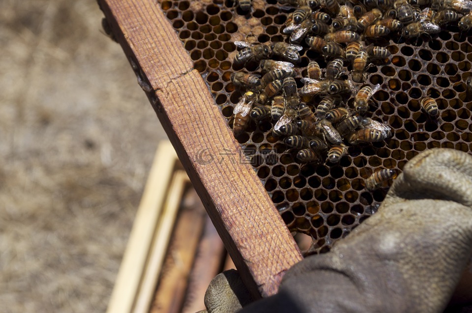 蜂蜜,蜜蜂,蜂蜜罐