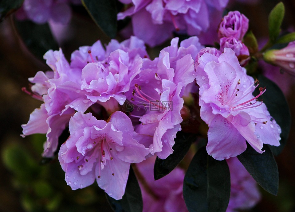 紫色的杜鹃花,花,鲜花