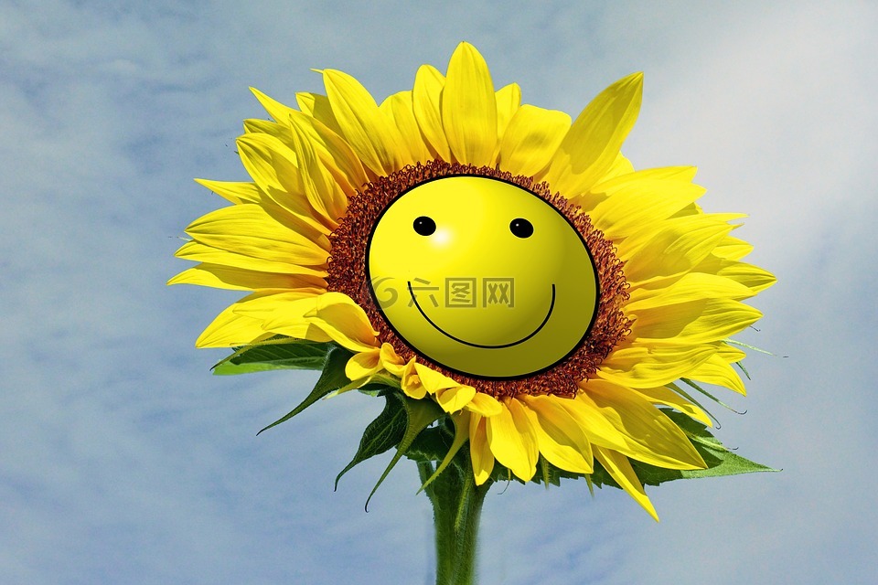 太阳花,笑脸,微笑