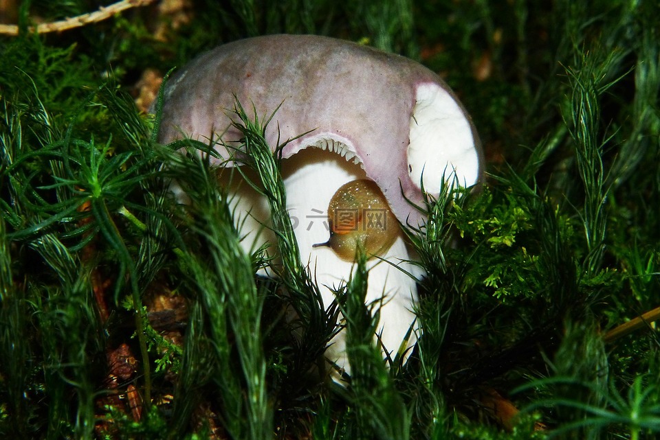鸽子红菇,灰色紫色红菇,红菇