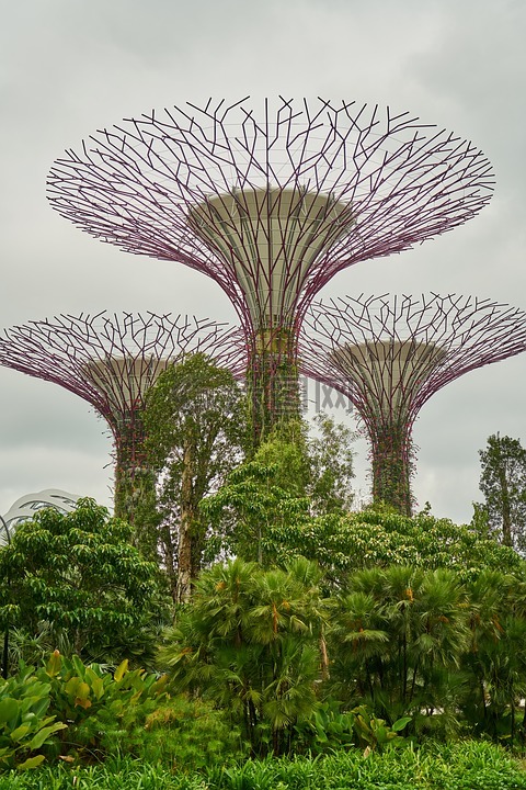 植物,新加坡,公园