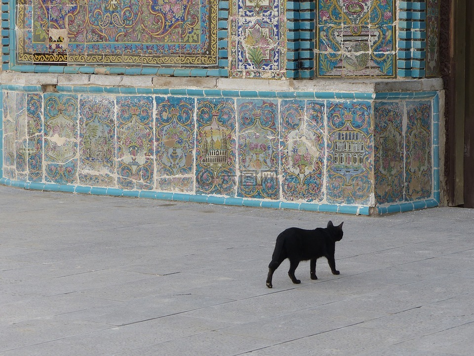 伊朗,猫,黑色