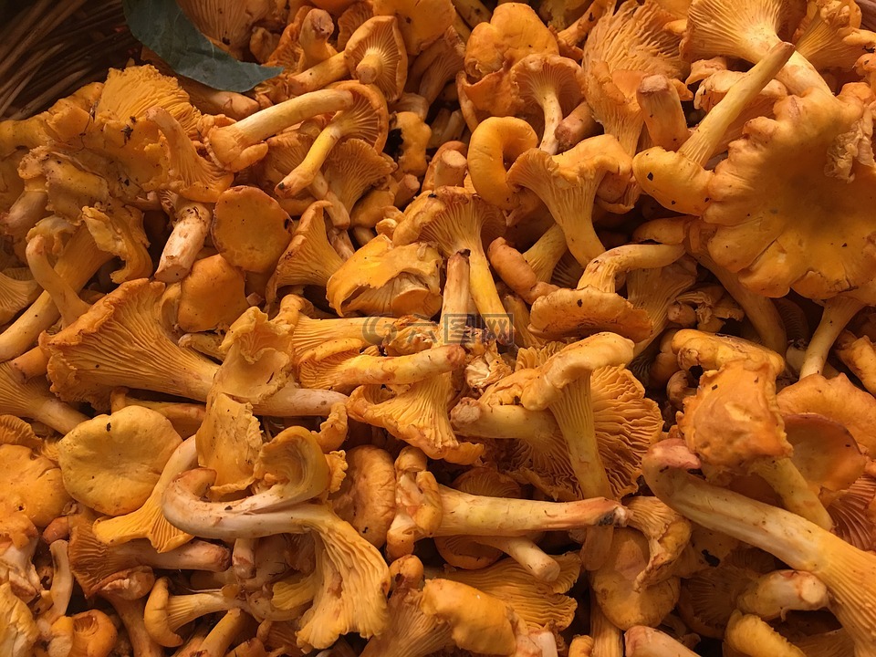 鸡油菌,蘑菇,新鲜鸡油菌