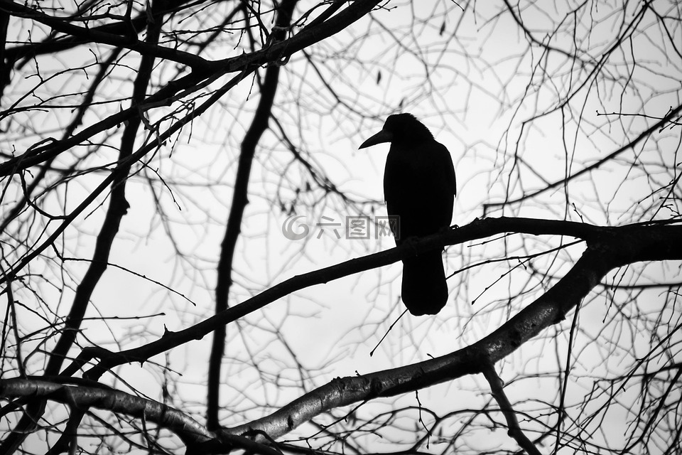 鸟,树,黑与白