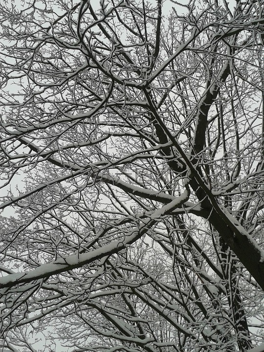 冬季,雪,树木