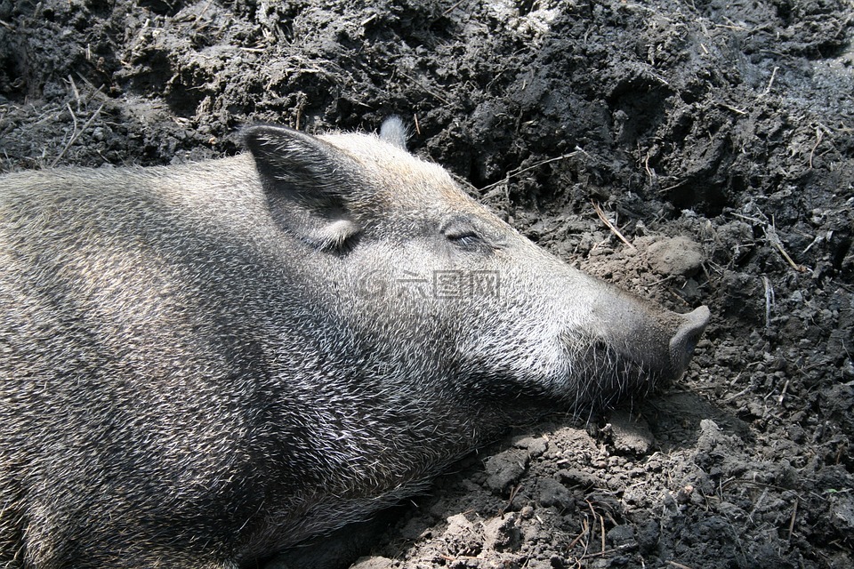 猪,野猪,睡眠