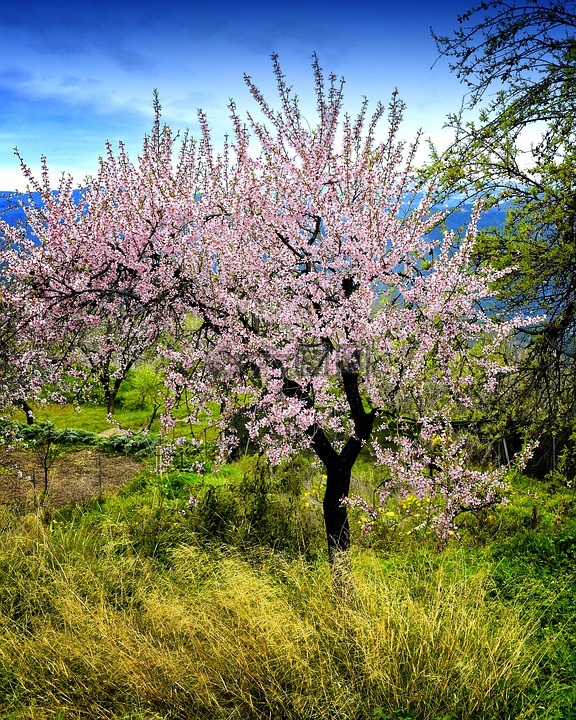 杏仁树开花,粉红色的花朵,春