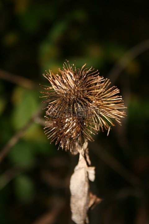 牛蒡,枯萎,干