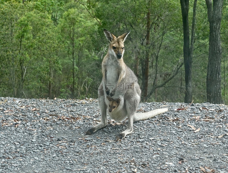 袋鼠,乔伊,澳大利亚