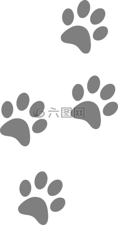 足迹,动物,狗