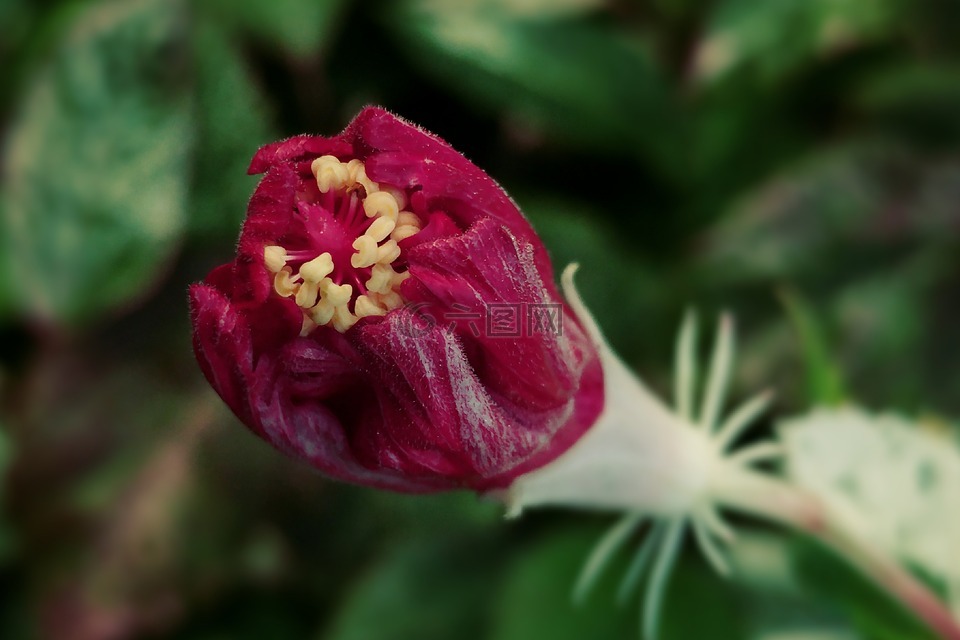hybiscus芽,发芽,红色的花