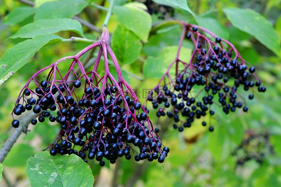 长老,elderberries,黑接骨木