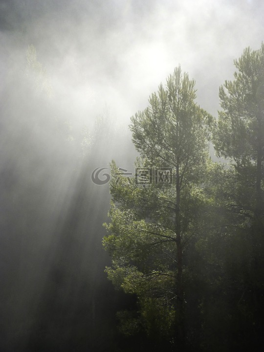 森林,雾,缕阳光