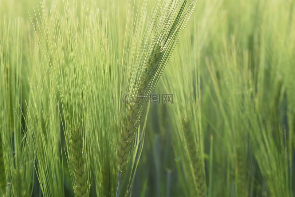 背景,小麦,绿色