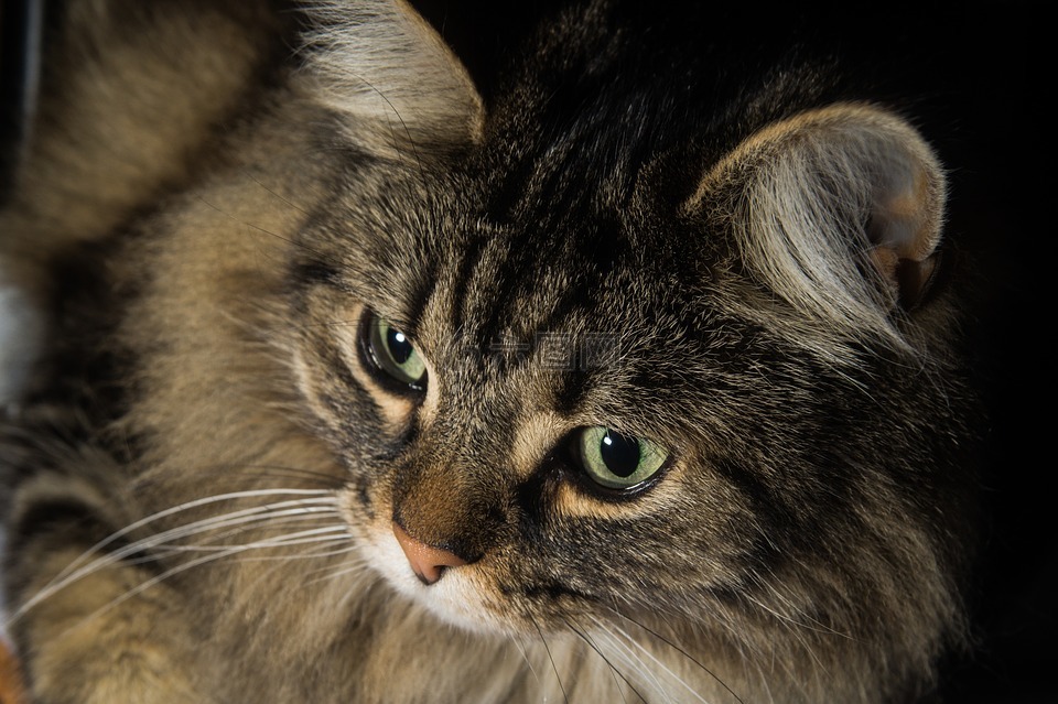 猫,挪威森林猫,猫的眼睛