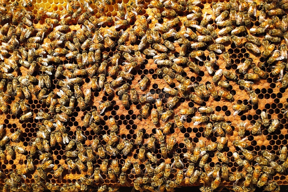 蜜蜂,自然背景,领导