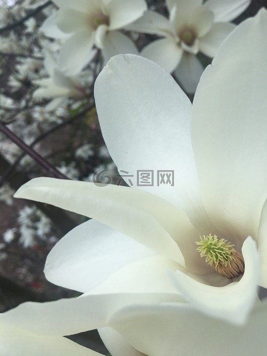 郁金香树,白色的花,树