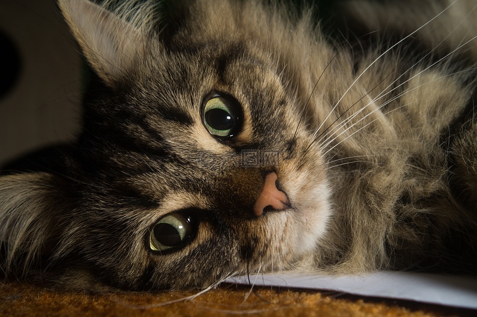 猫,挪威森林猫,猫的眼睛