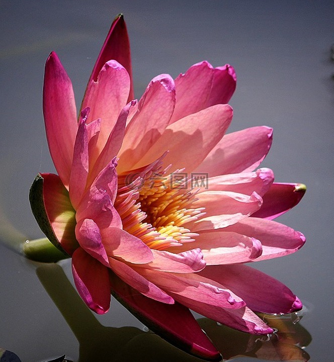 水百合花,大自然,池塘